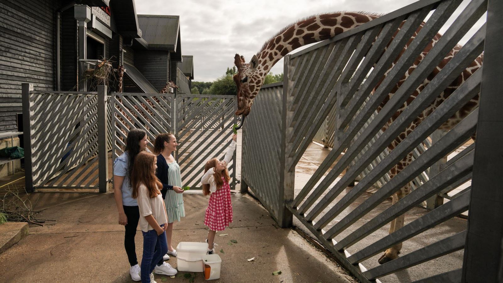 Giraffe Feeding Experience at Colchester Zoo